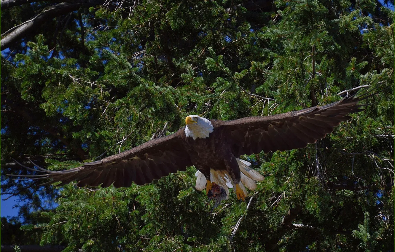 Фото обои деревья, птица, хищник, полёт, Белоголовый орлан
