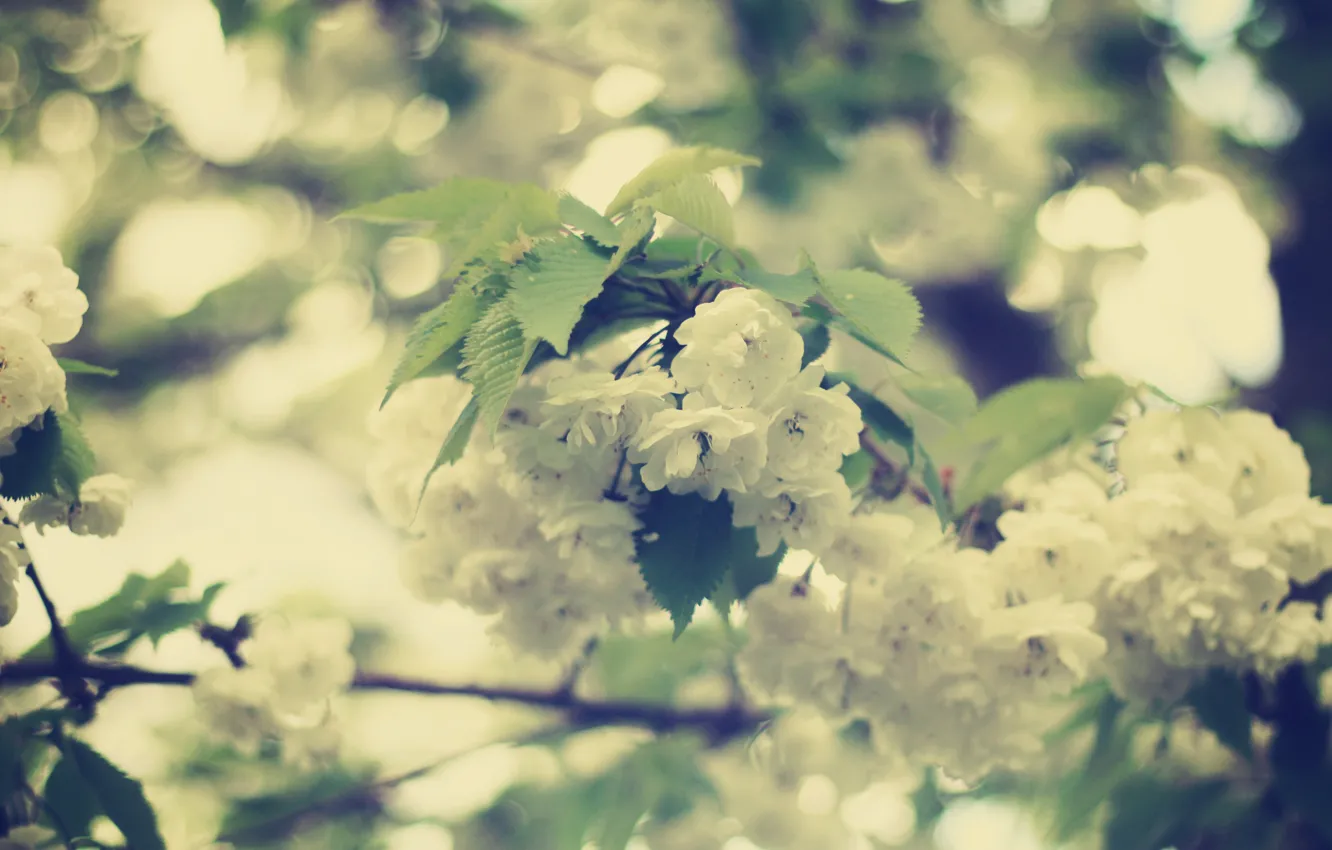 Фото обои листья, цветы, ветви, нежность, красота, весна, размытость, белые