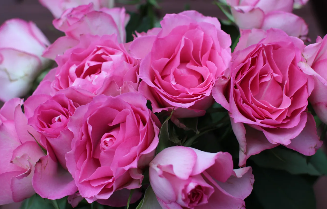 Фото обои розы, букет, розовые, flower, pink, roses