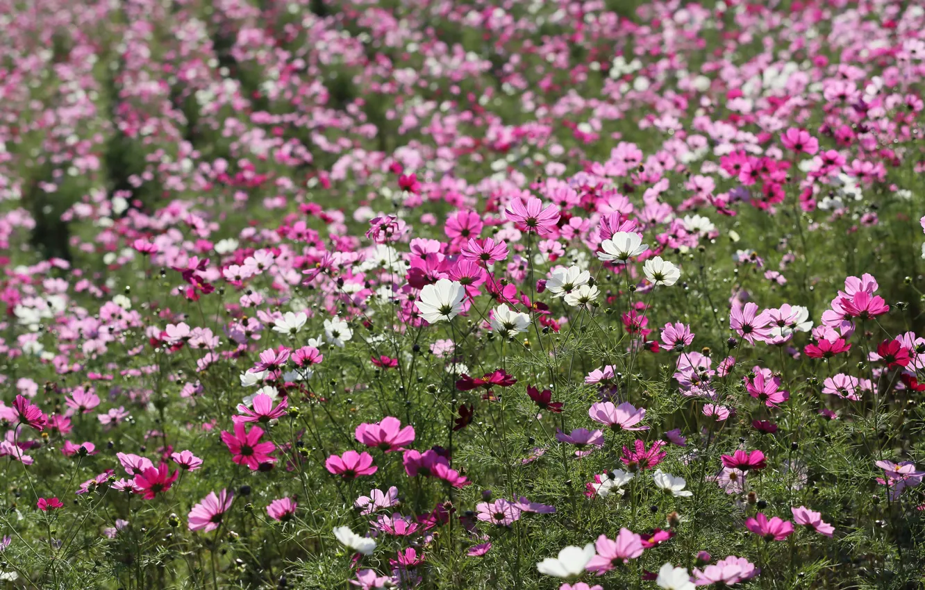Фото обои white, field, pink, flowers