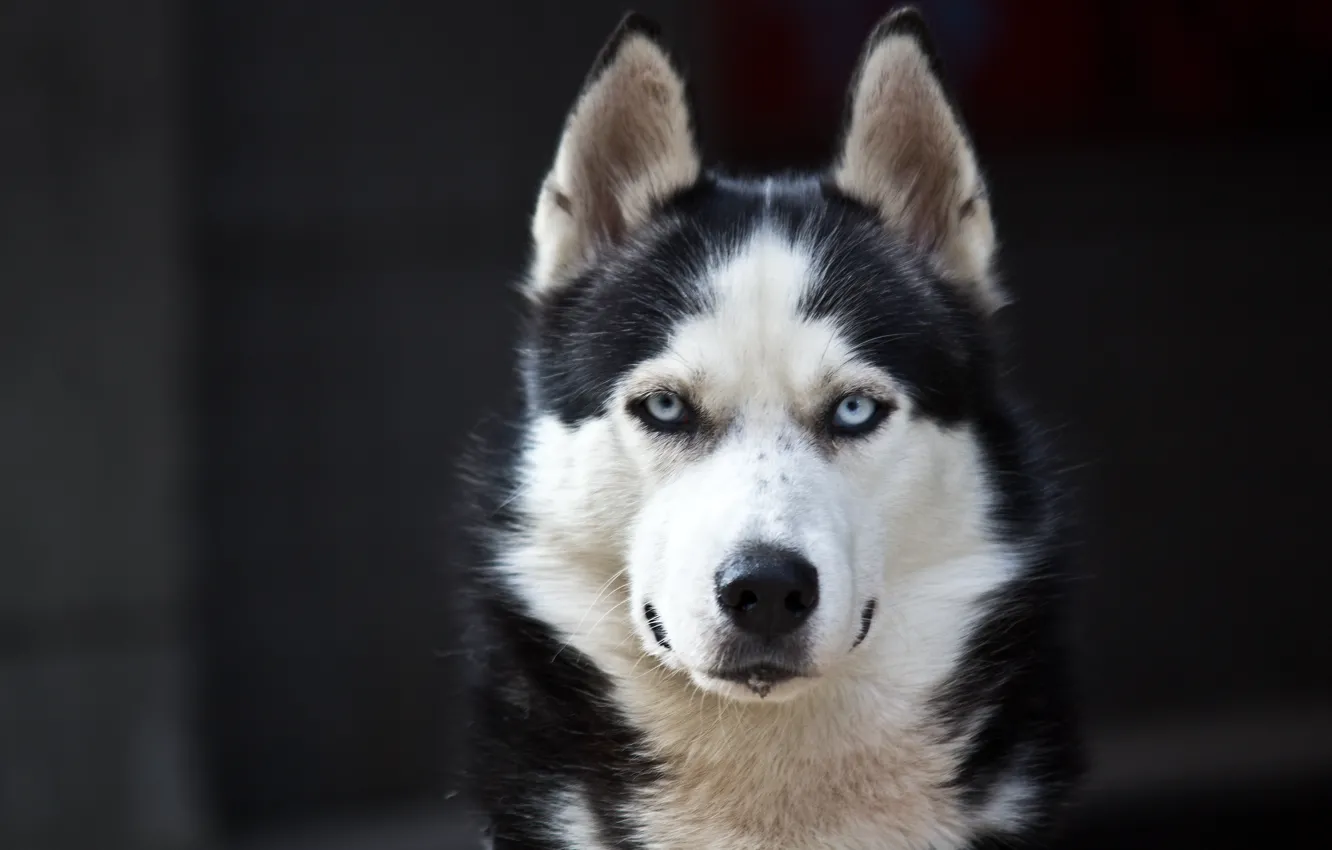 Фото обои white, Dog, black, danger, Husky, cute, Blue eyes