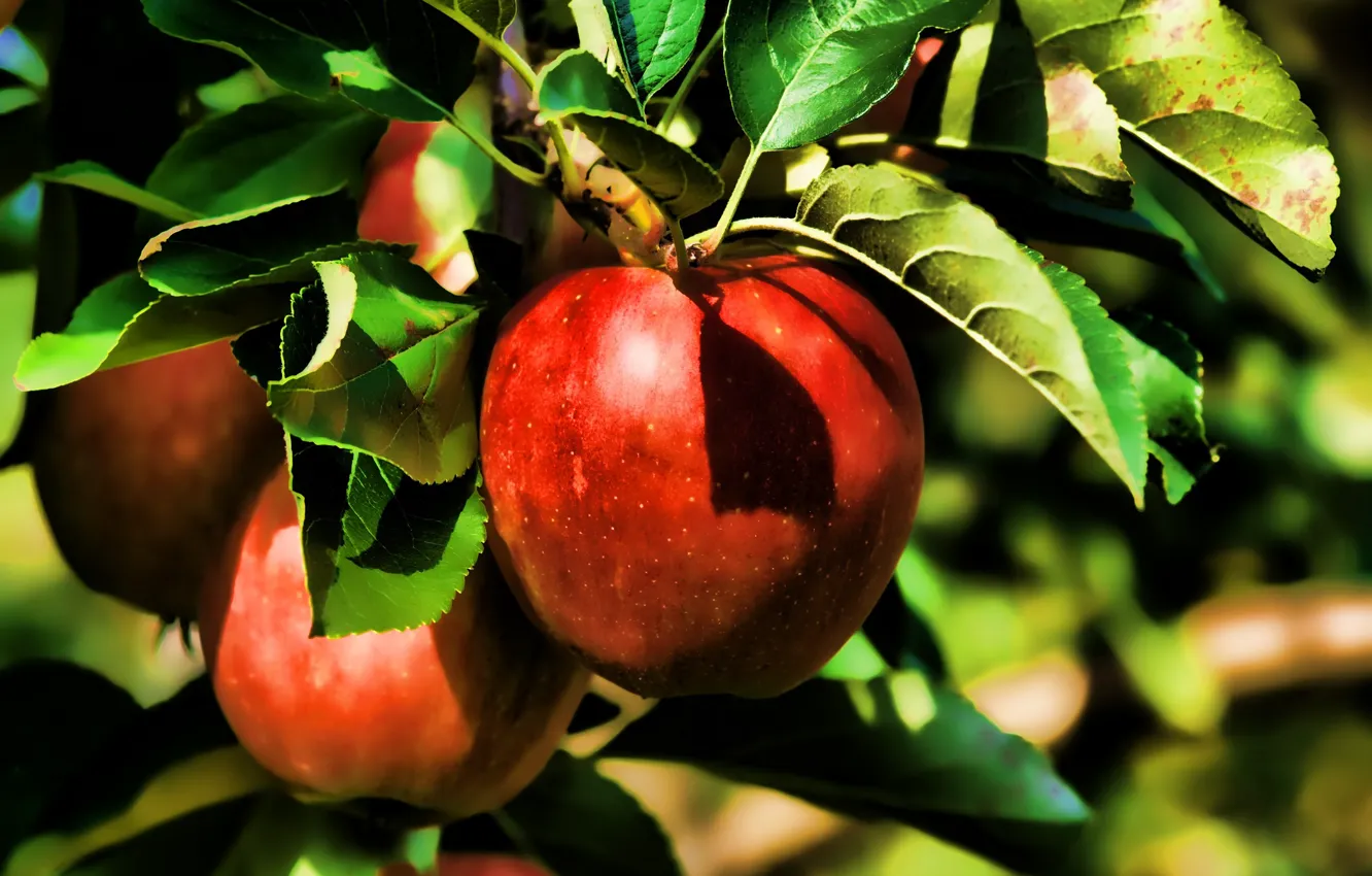 Фото обои лето, природа, яблоки