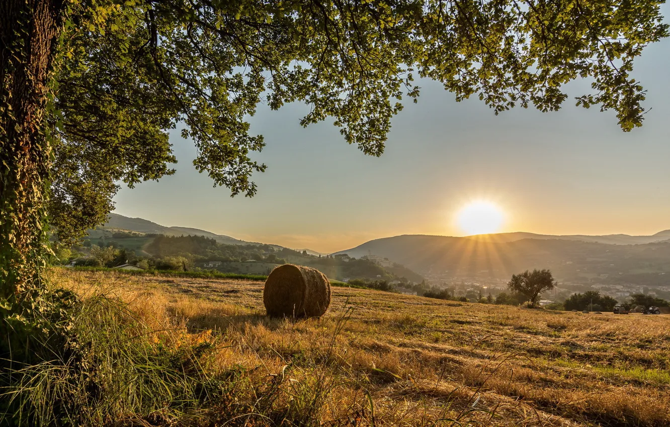 Фото обои поле, солнце, дерево, холмы, Италия, коммуна Сан-Северино-Марке, провинция Мачерата