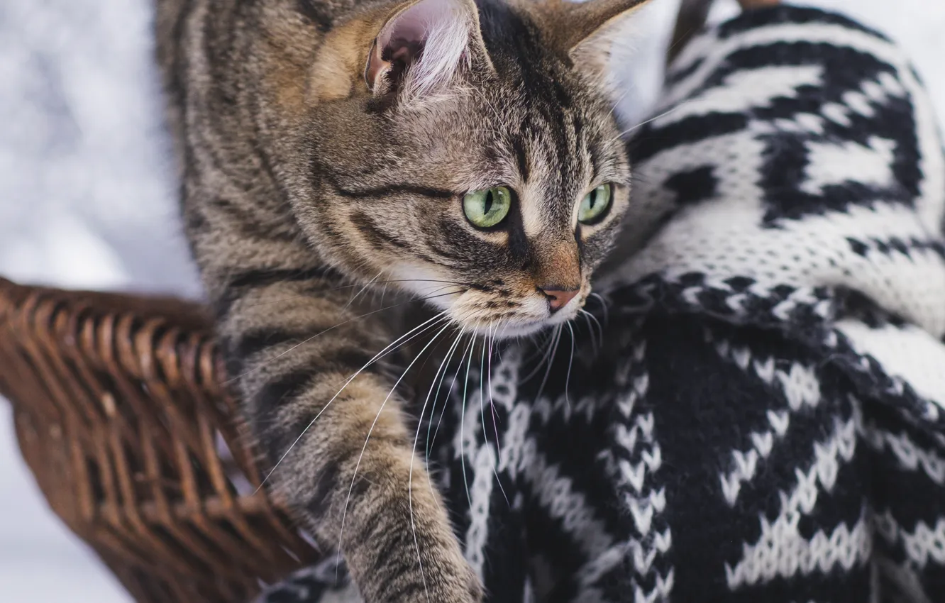 Фото обои кошка, кот, узор, лапа, шарф, корзинка