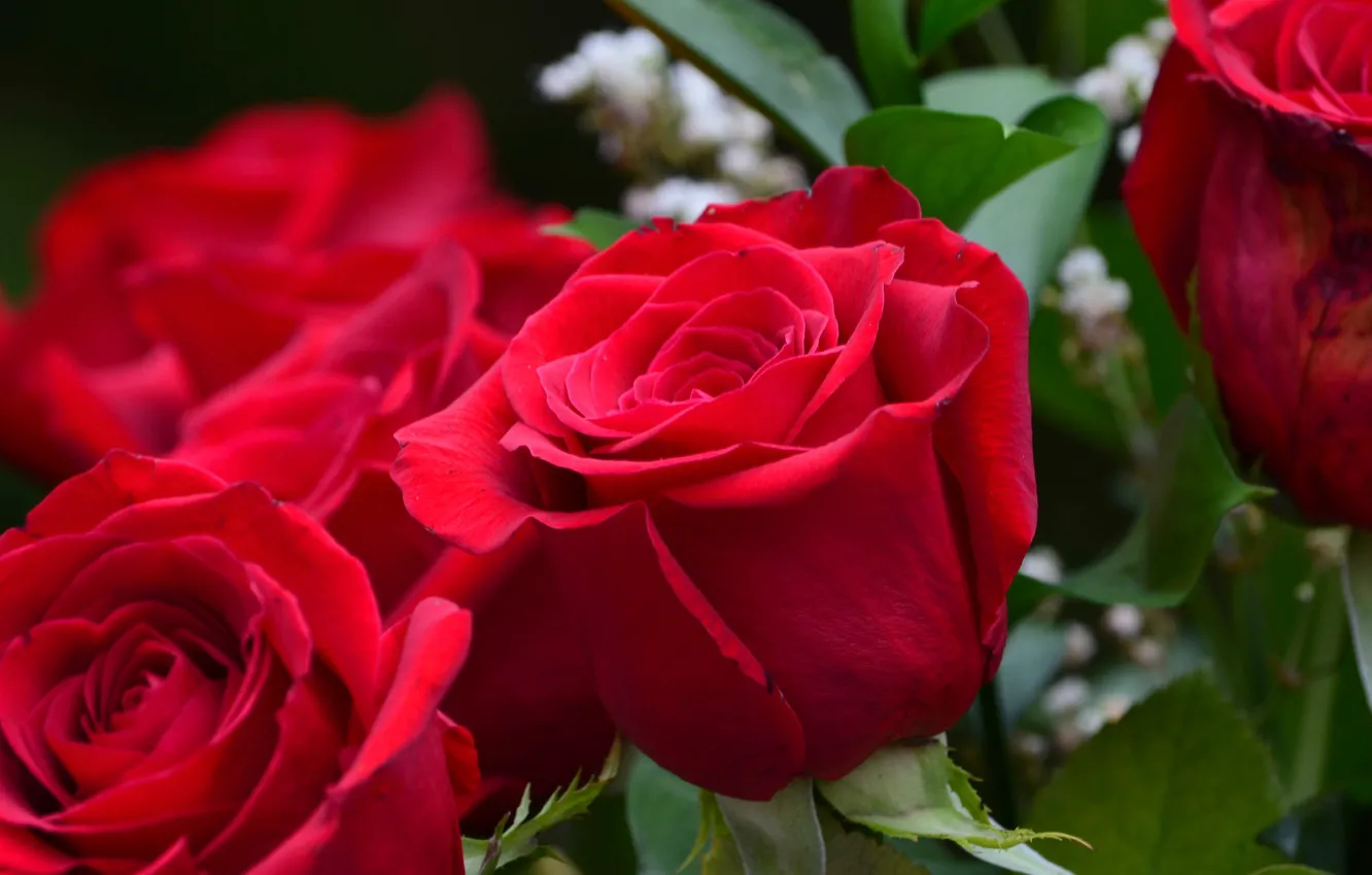 Фото обои макро, розы, бутоны, красные розы
