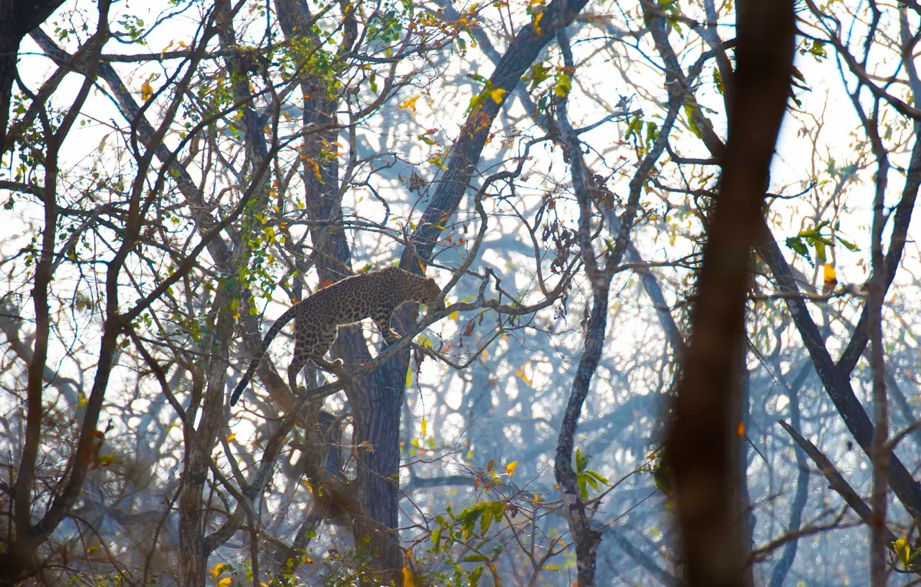 Фото обои хищник, леопард, дикая кошка, на дереве