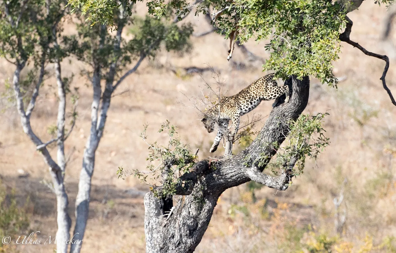Фото обои хищник, леопард, Африка, дикая кошка, на дереве