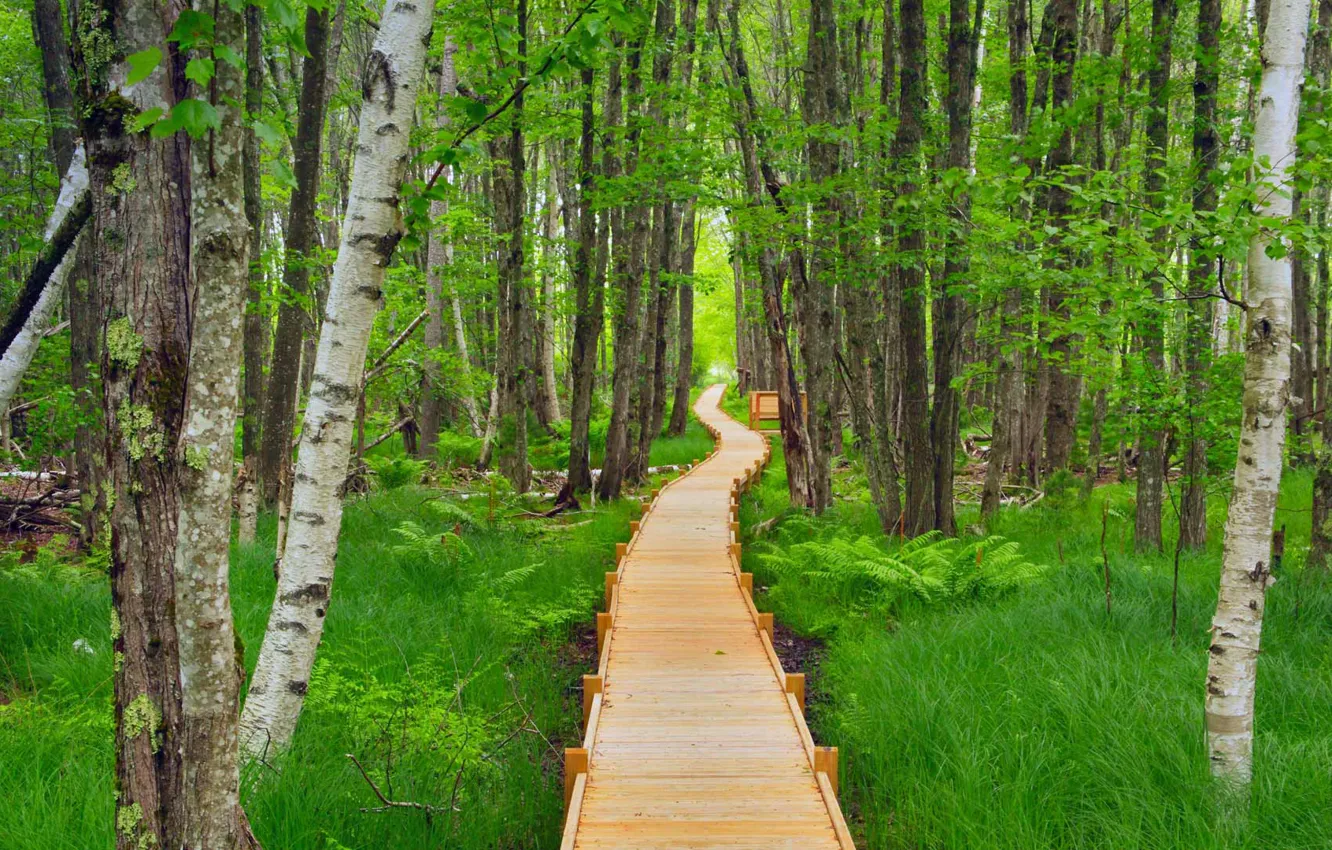 Фото обои лес, тропа, США, настил, Acadia National Park, штат Мэн, Jesup Path