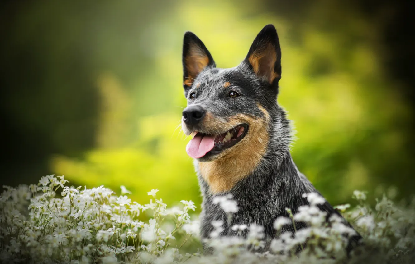 Фото обои цветы, собака, Lucy, боке, Австралийская пастушья собака