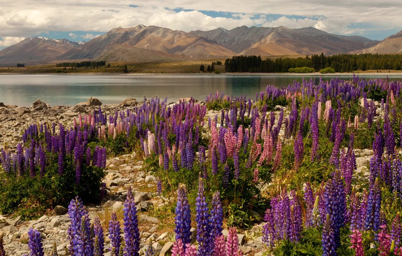 Фото обои цветы, горы, озеро, камни, Новая Зеландия, Lake Tekapo, Текапо, дельфиниум