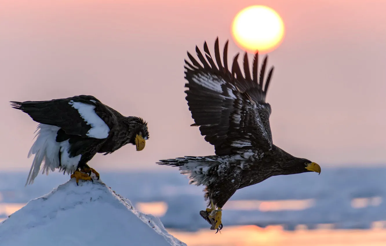 Фото обои солнце, снег, полет, птицы, природа, крылья, добыча, Орлан белохвост
