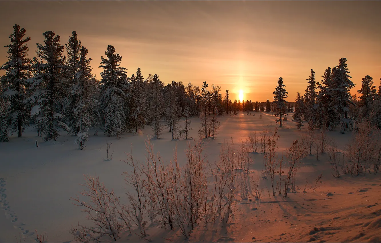 Фото обои зима, снег, пейзаж, природа, рассвет, красота, ели