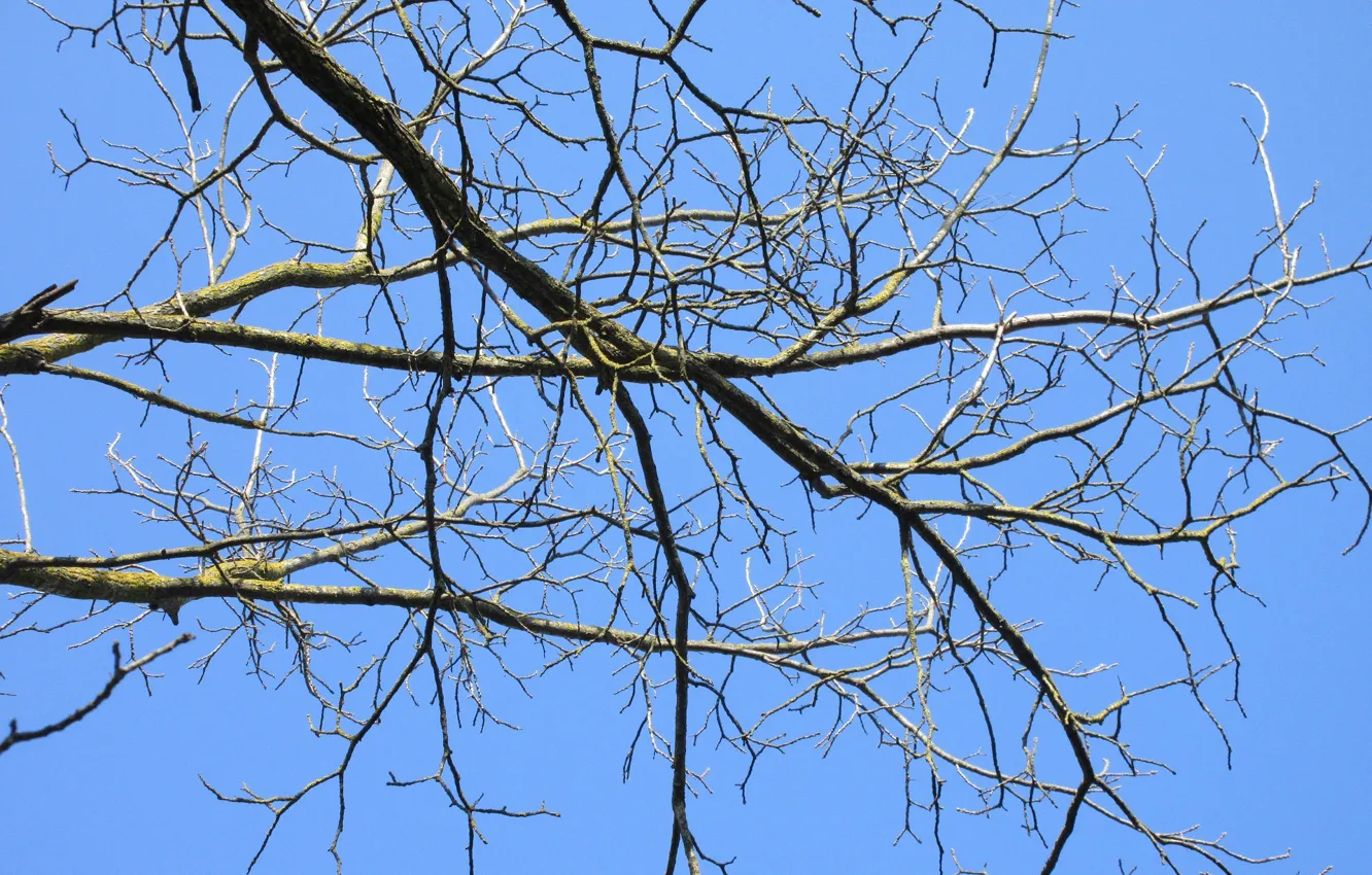 Фото обои ветки, дерево, апрель, весна 2018