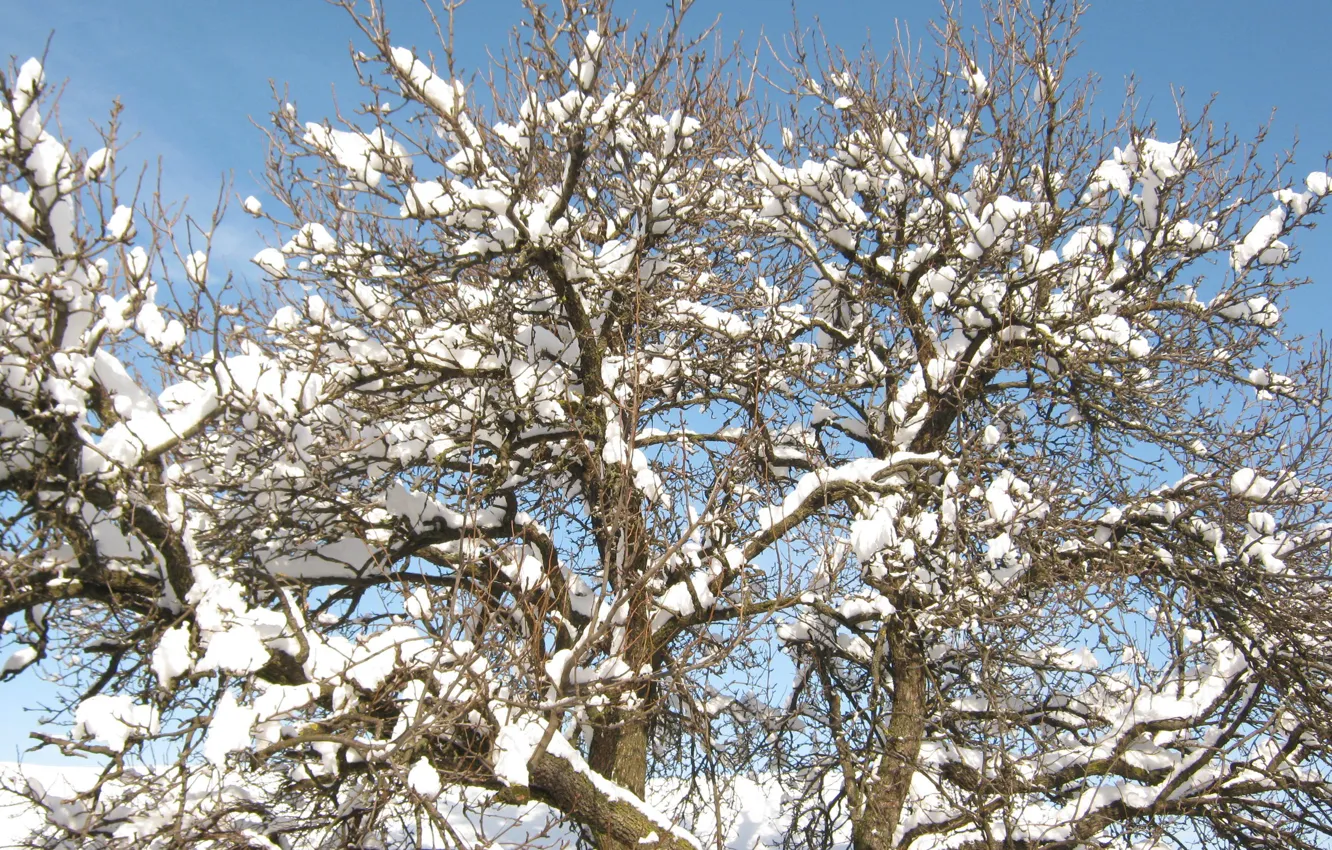 Фото обои nature, winter, snow, tree