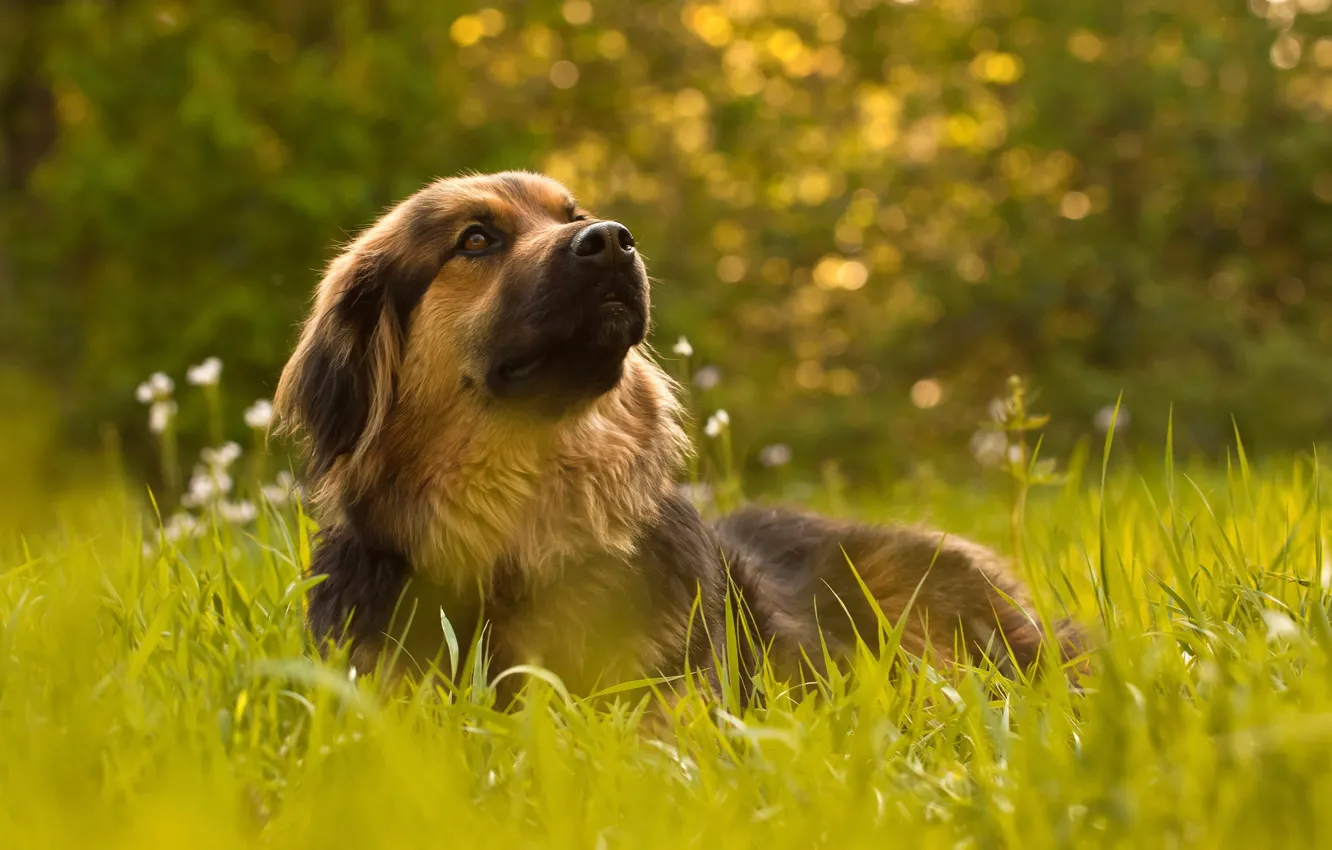 Фото обои трава, пёс, Wonderful Dog Life