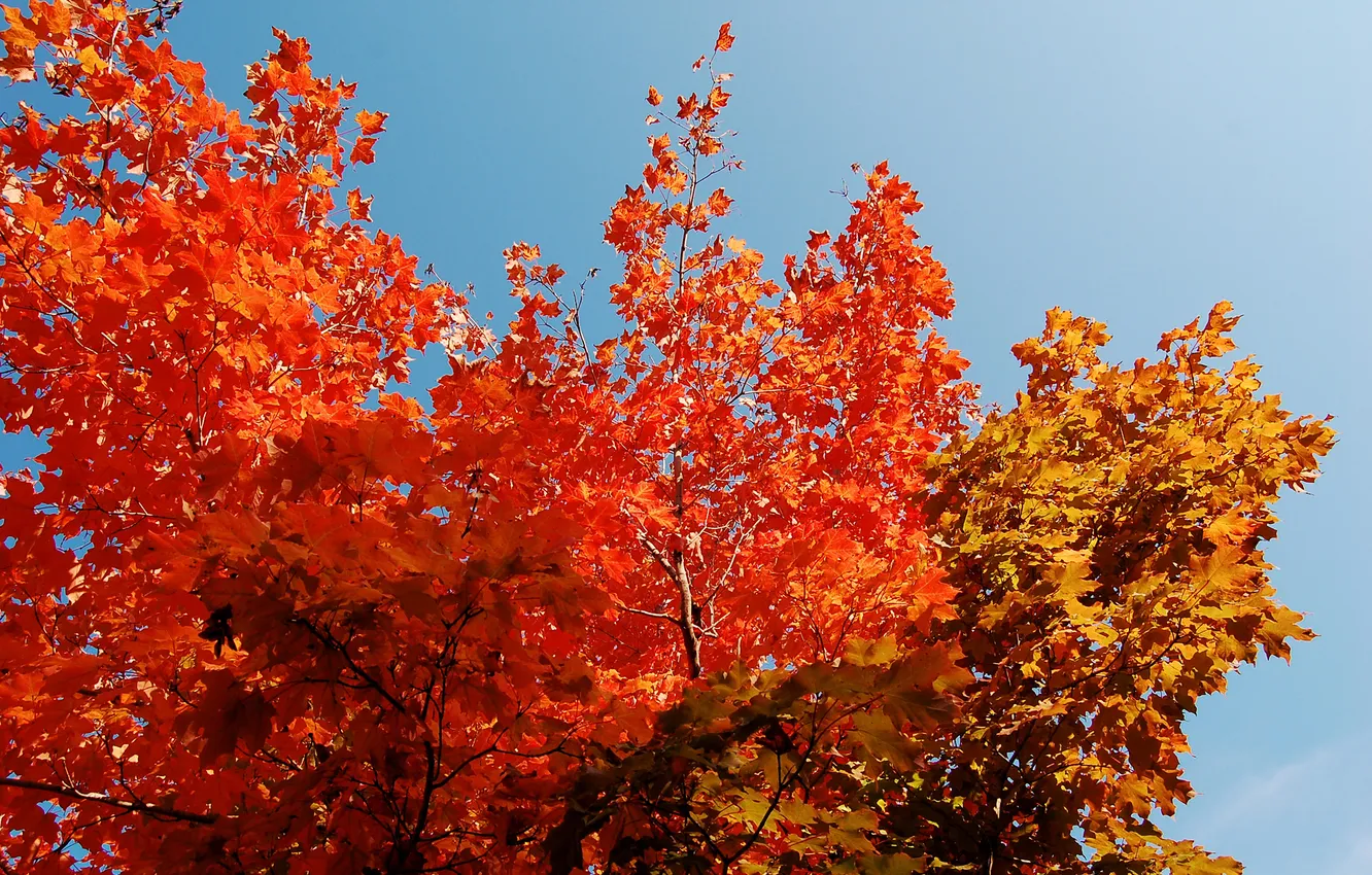 Фото обои осень, небо, листья, деревья, крона, багрянец