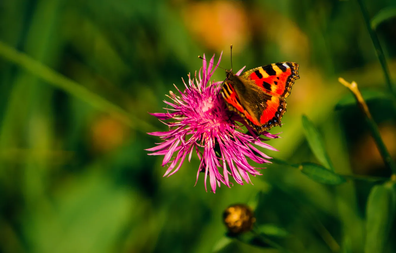 Фото обои green, summer, grass, flower, nature, butterfly, beautiful, fly