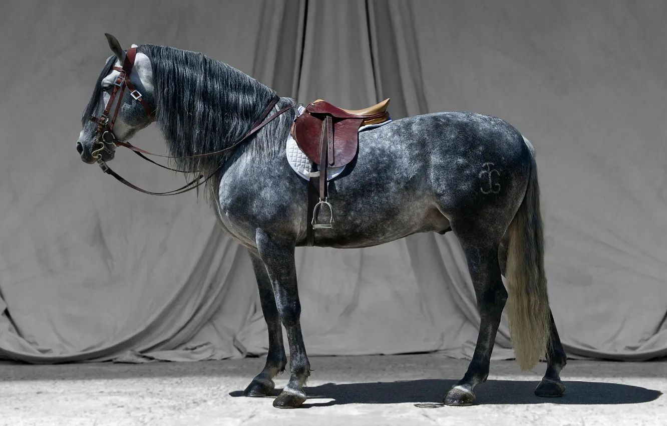 Фото обои серый, конь, жеребец, седло, узда