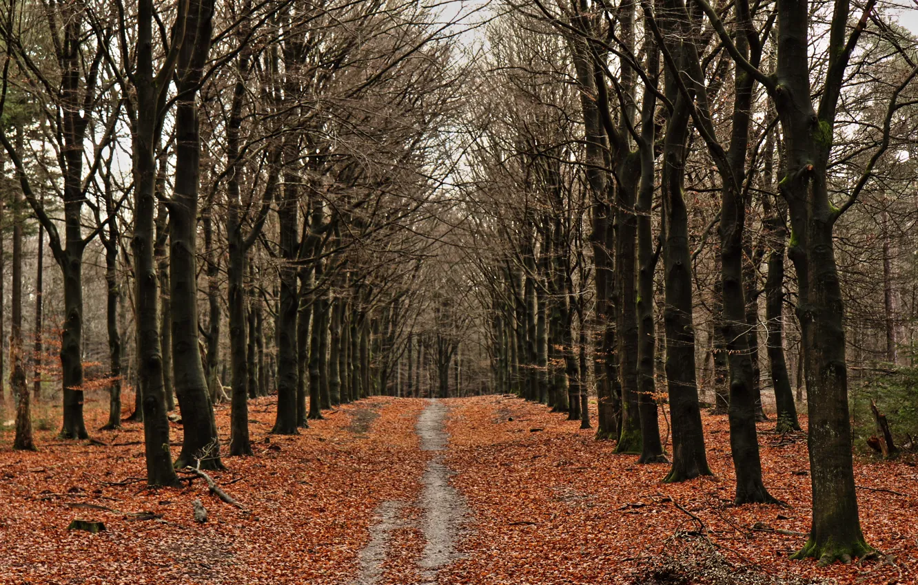 Фото обои осень, лес, листья, деревья, forest, trees, autumn, leaves