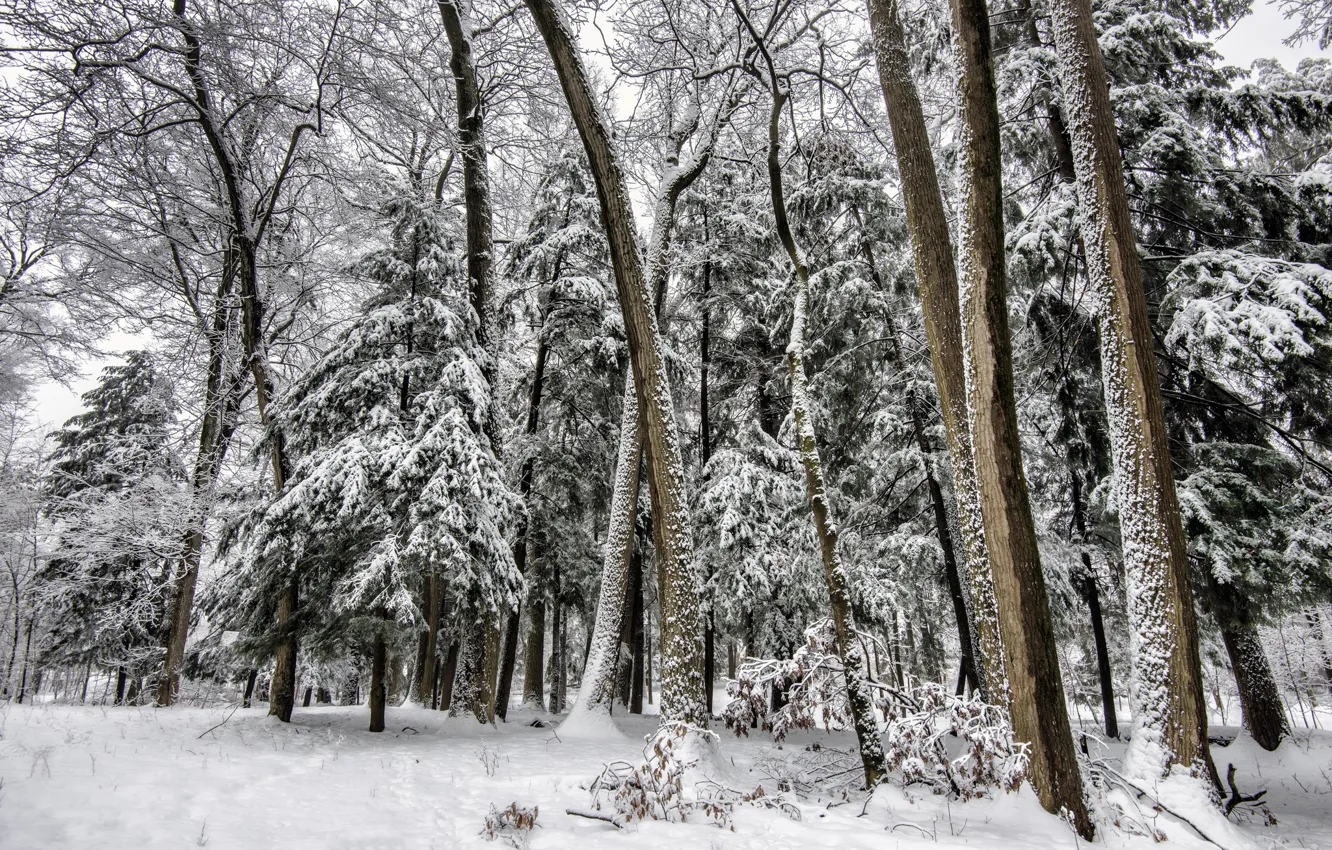Фото обои зима, лес, снег, деревья, елки