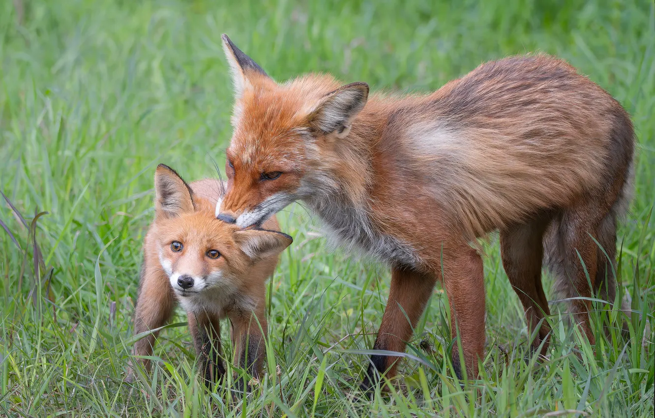 Фото обои grass, fox, baby, mammals