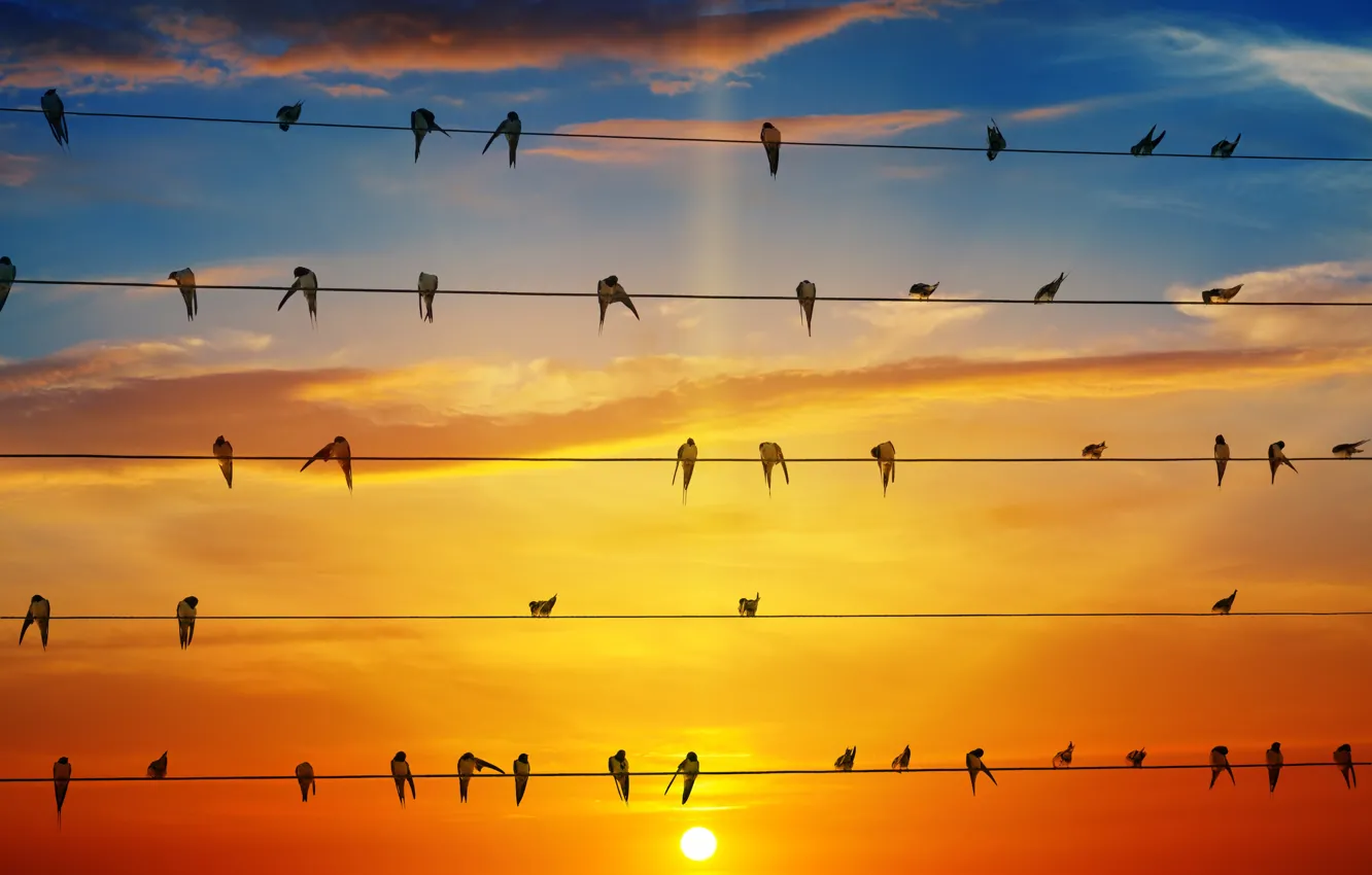 Фото обои небо, солнце, птицы, провода, зарево, ласточки, swallows