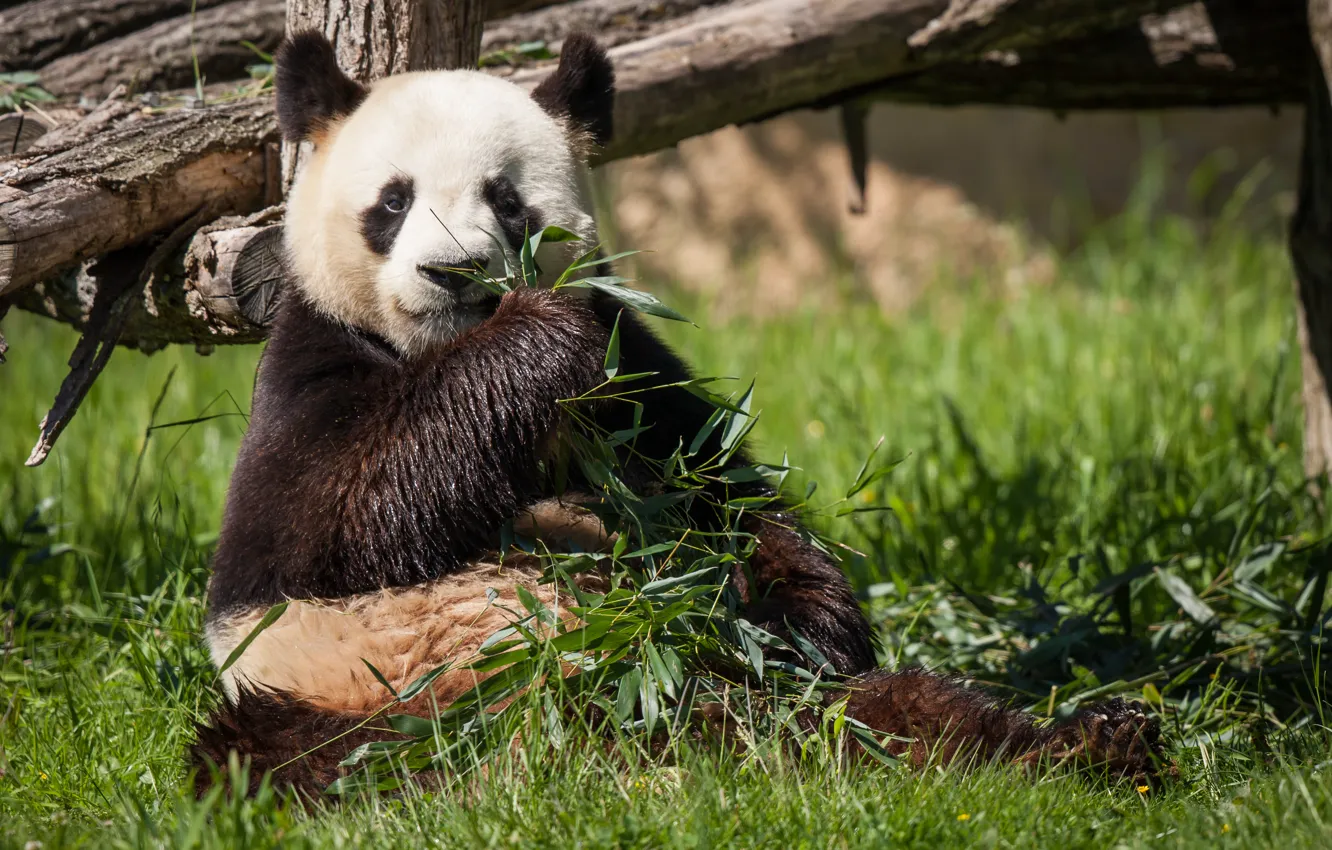 Фото обои трава, бамбук, медведь, панда