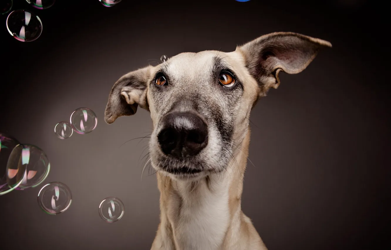 Фото обои морда, пузыри, фон, собака