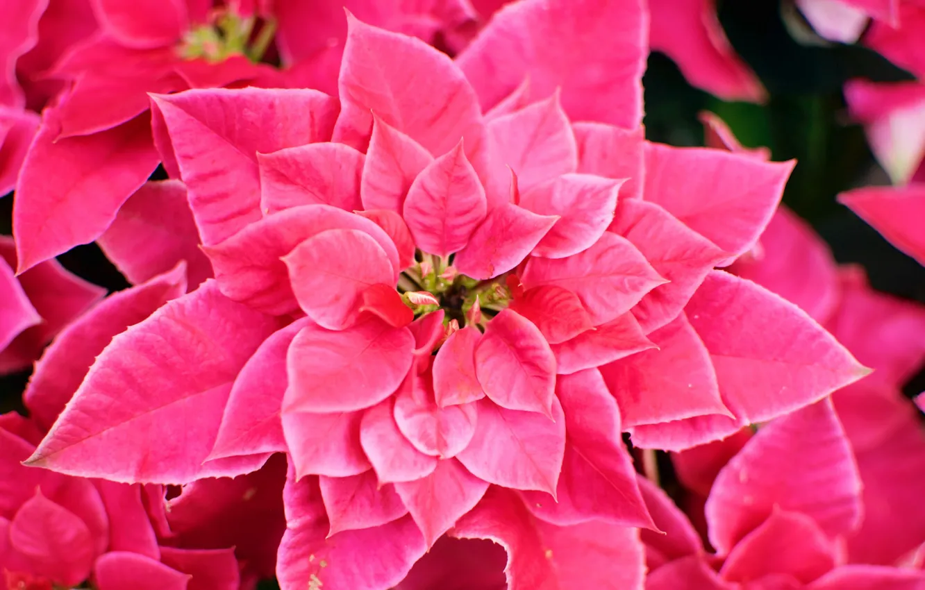 Фото обои цветок, розовый, цветение, листики