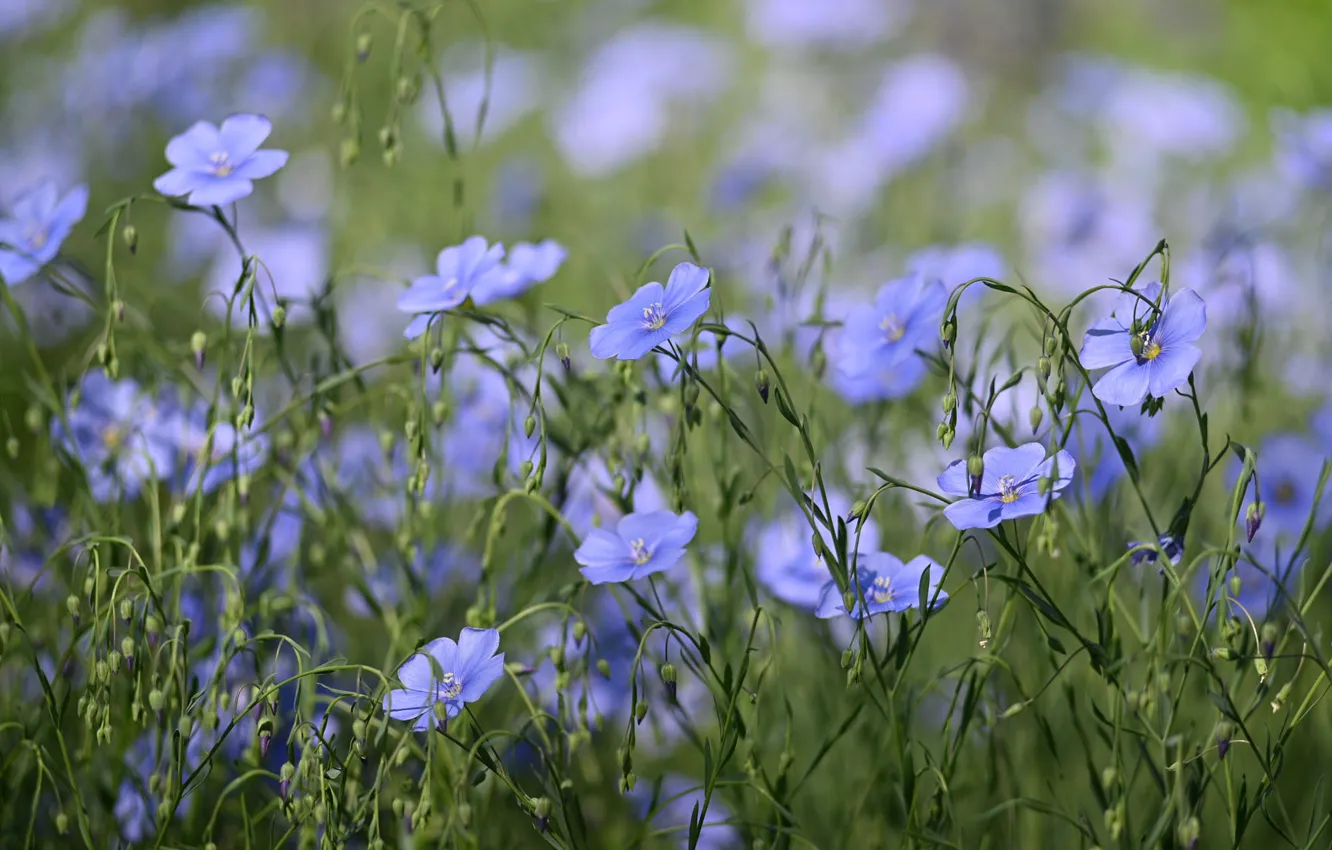 Фото обои цветы, поляна, голубые, боке, лён