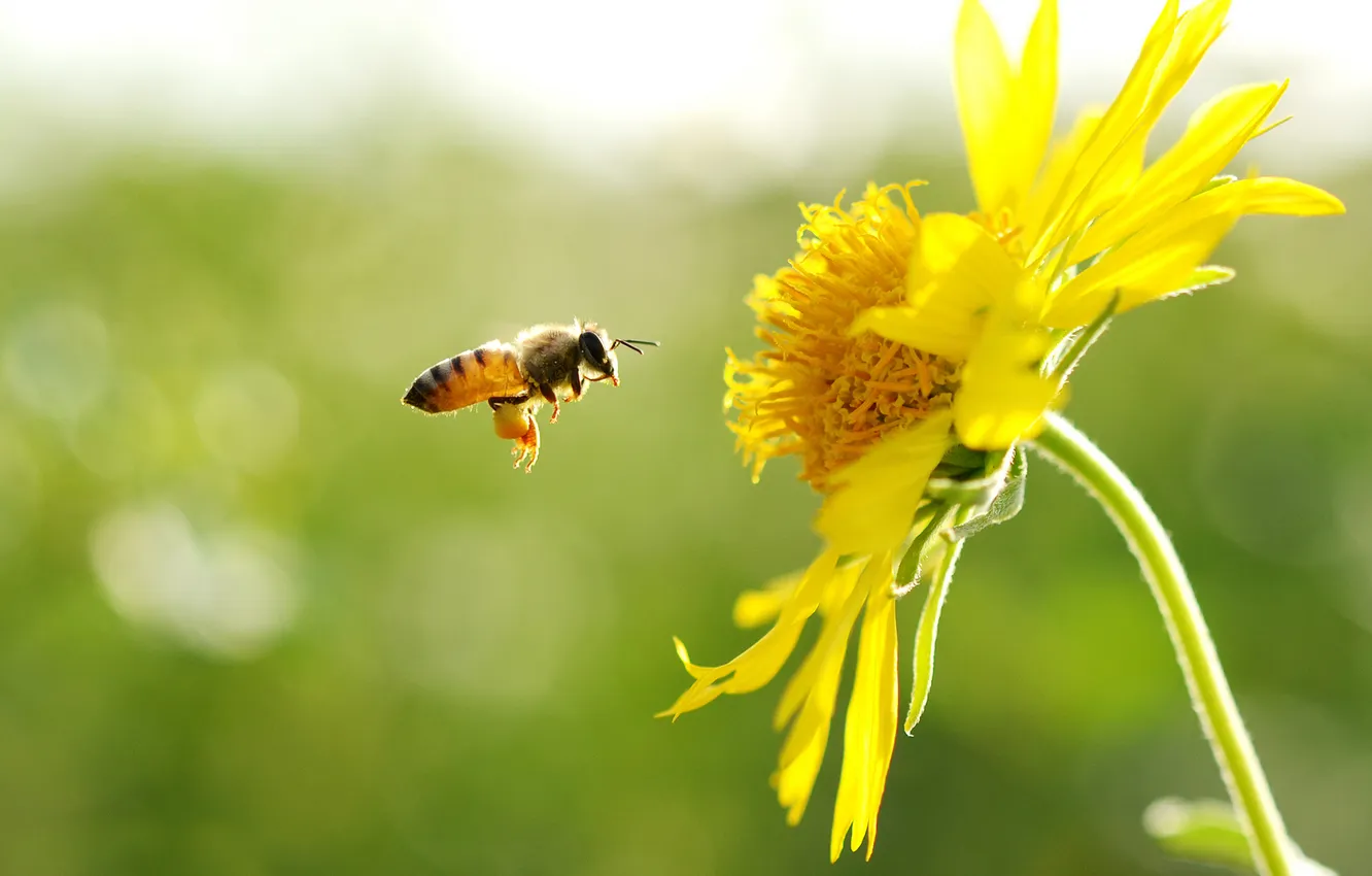 Фото обои цветок, желтый, пчела, в полете