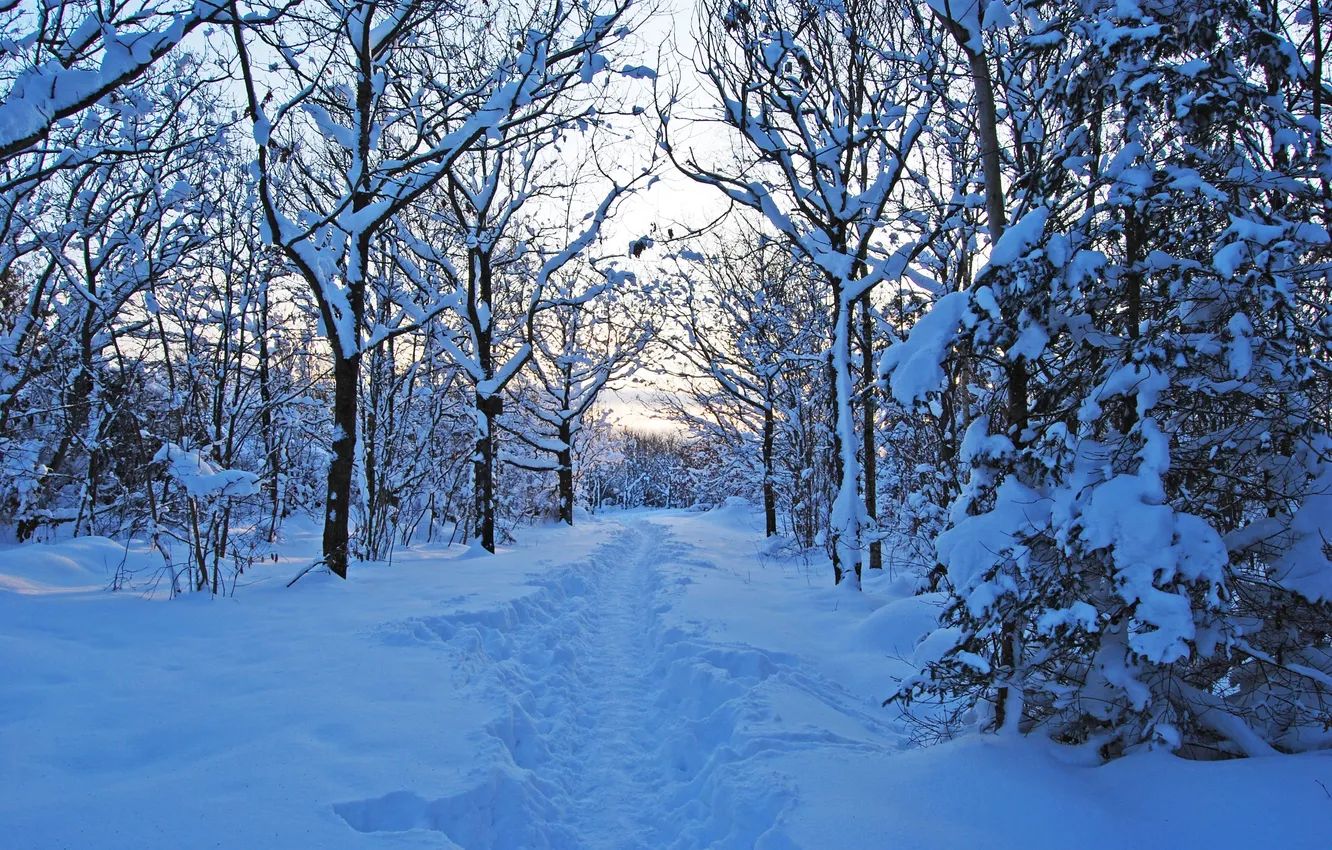 Фото обои лес, снег, природа