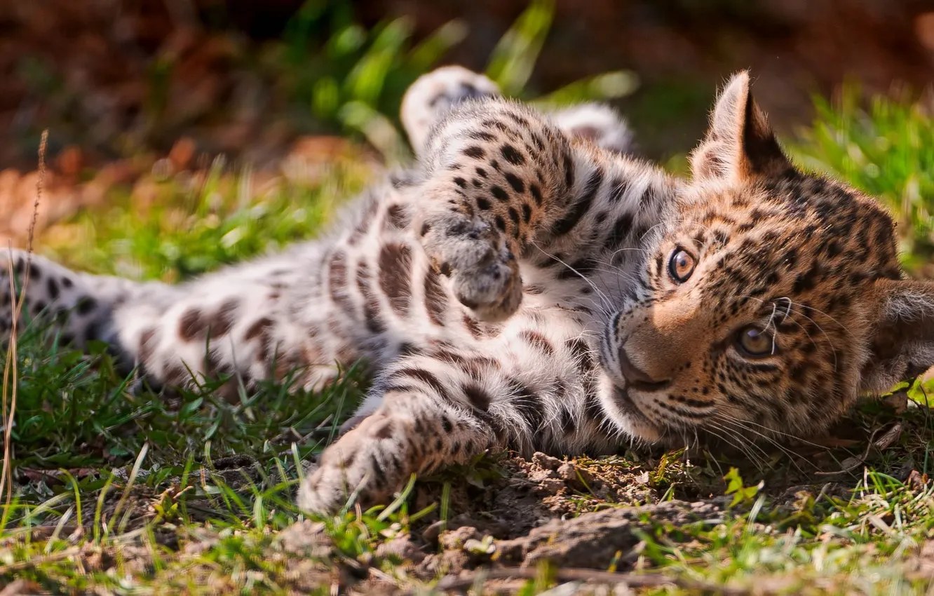 Фото обои трава, ягуар, детёныш