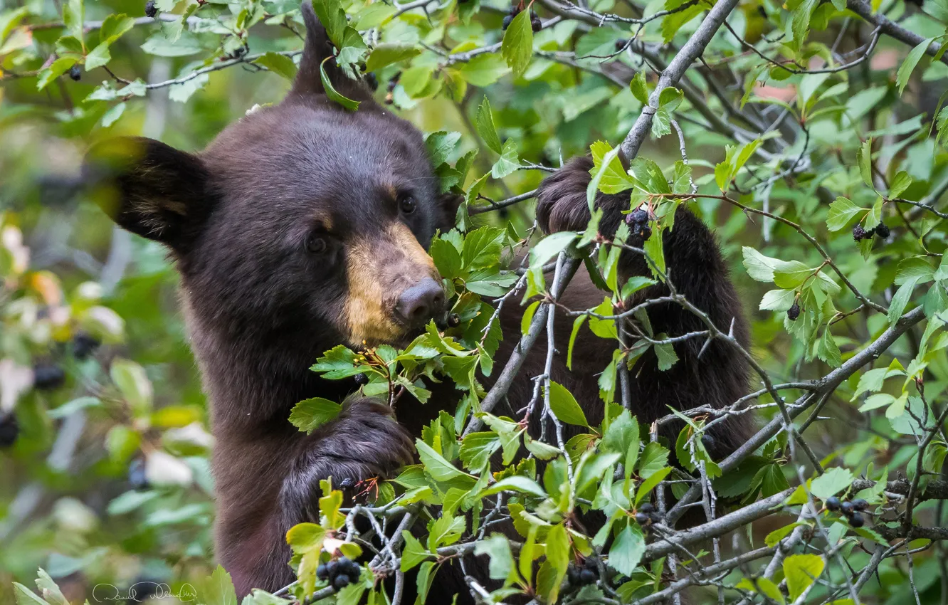 Фото обои ветки, ягоды, дерево, медвежонок, лакомка, Барибал, Черный медведь