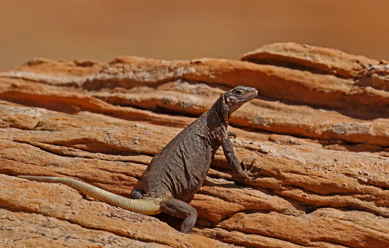 Фото обои скалы, ящерица, Аризона, чаквелла