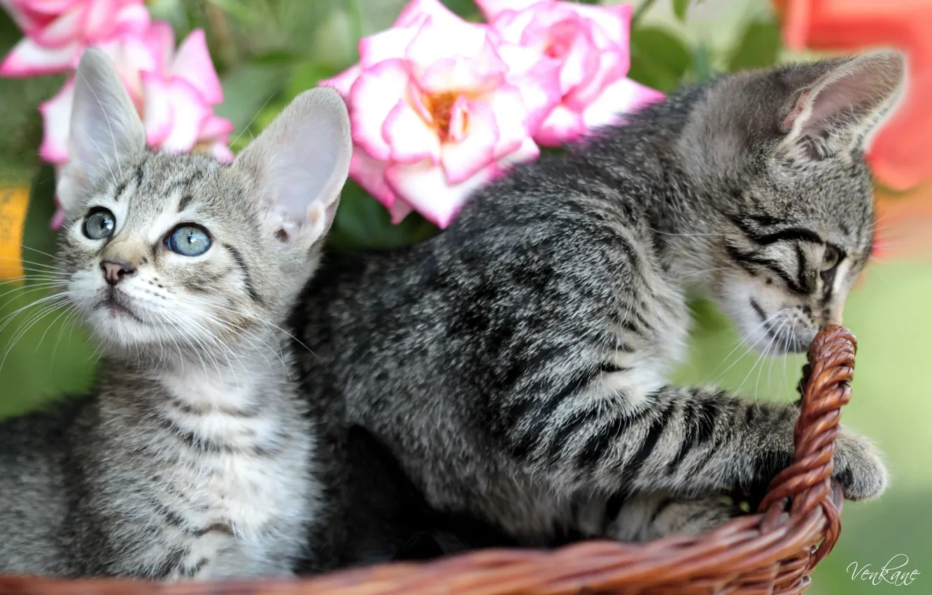 Фото обои корзина, розы, котята