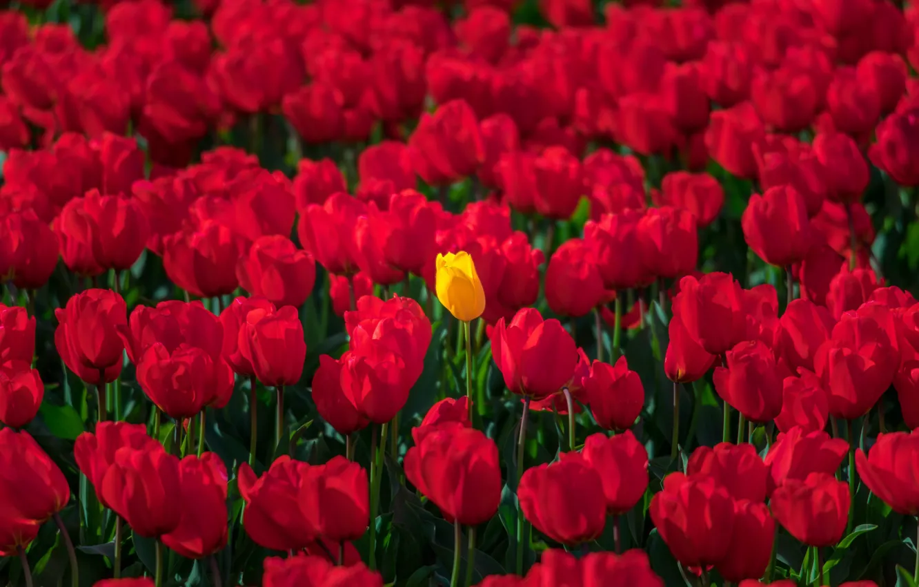 Фото обои тюльпаны, бутоны, много, красные тюльпаны, жёлтый тюльпан