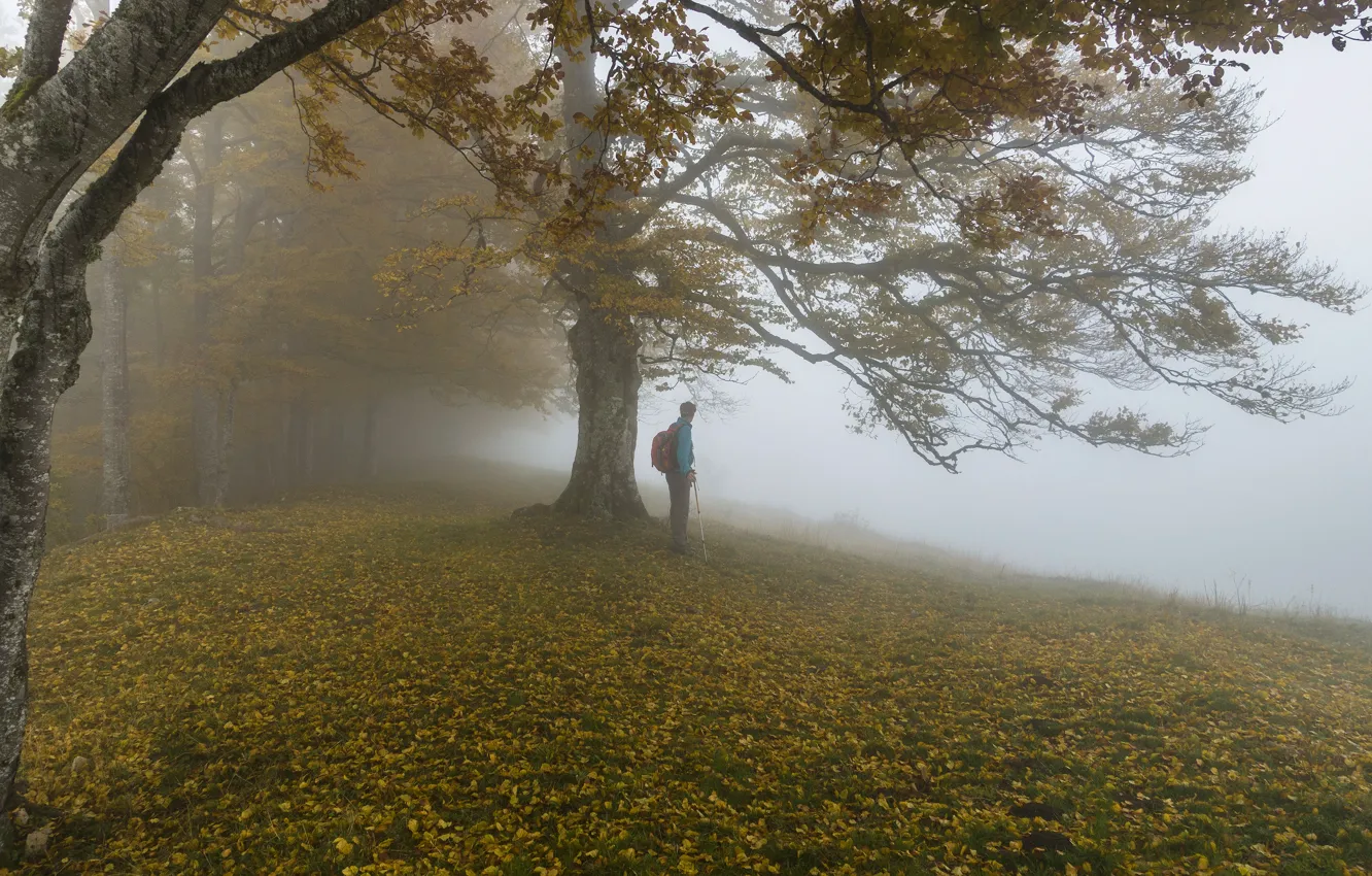 Фото обои осень, лес, туман, парк, дерево, ветви, стволы, листва