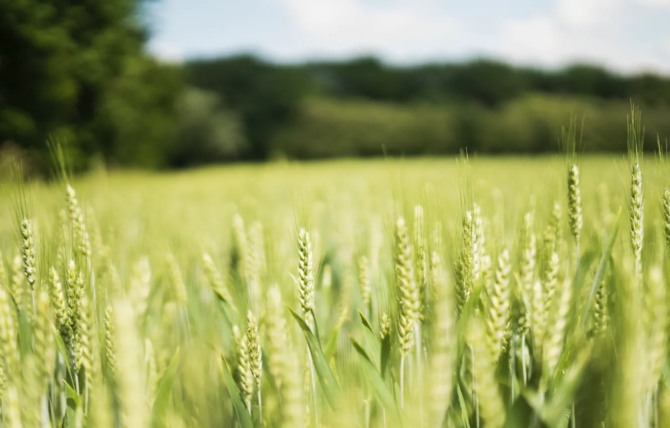 Фото обои пшеница, поле, боке