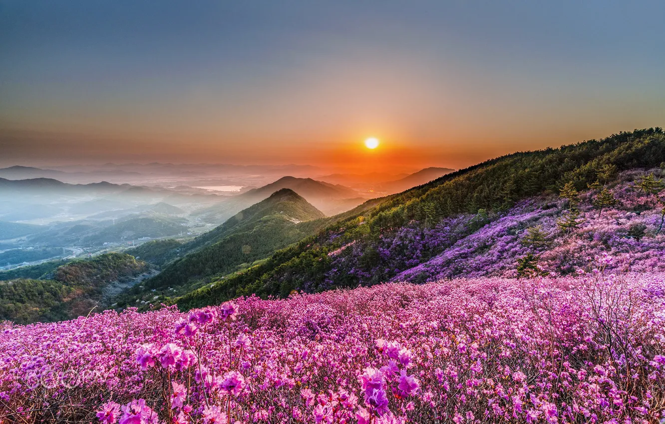 Фото обои цветы, горы, рассвет, весна