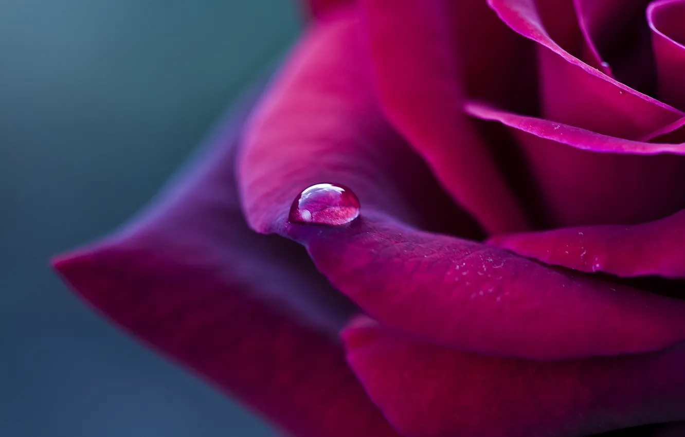 Фото обои цветок, макро, Роза, лепестки, красная, капелька, бордовая
