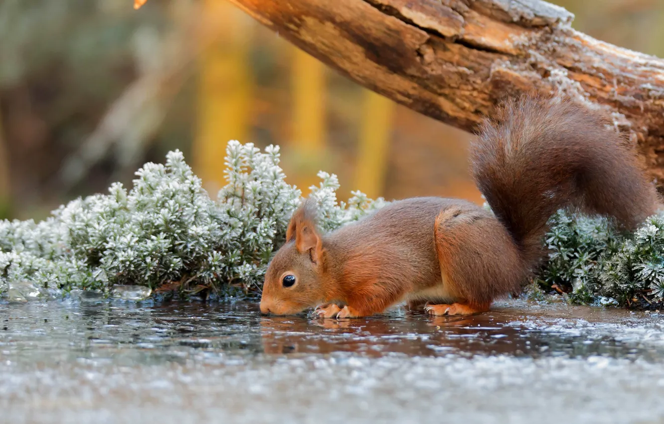 Фото обои nature, water, tree, animal, Squirrel, branch, rodent, frost