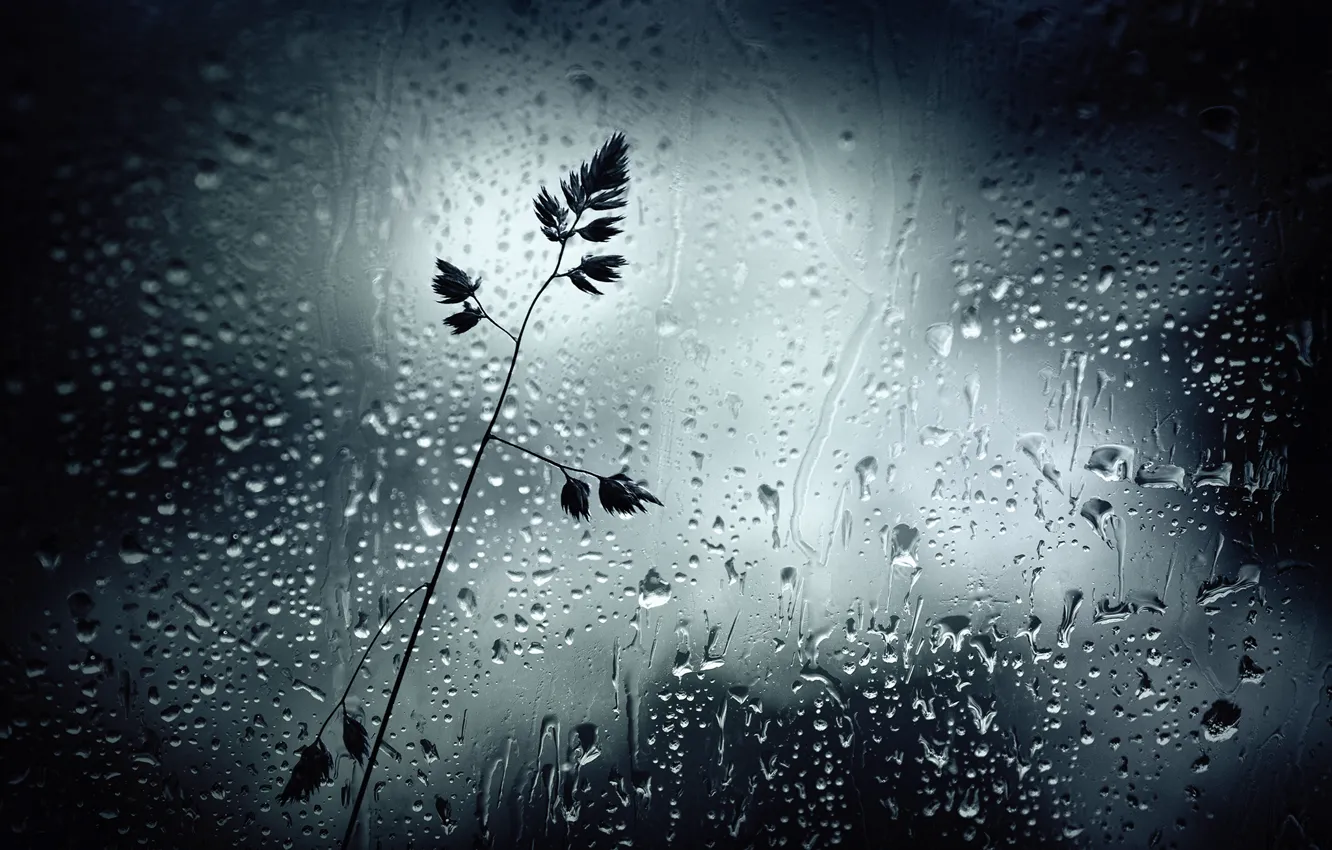 Фото обои трава, стекло, капли