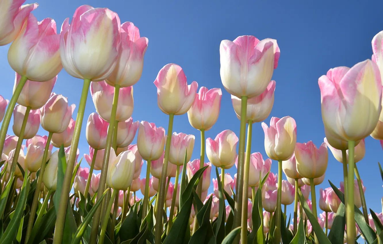 Фото обои небо, весна, тюльпаны, бутоны, много
