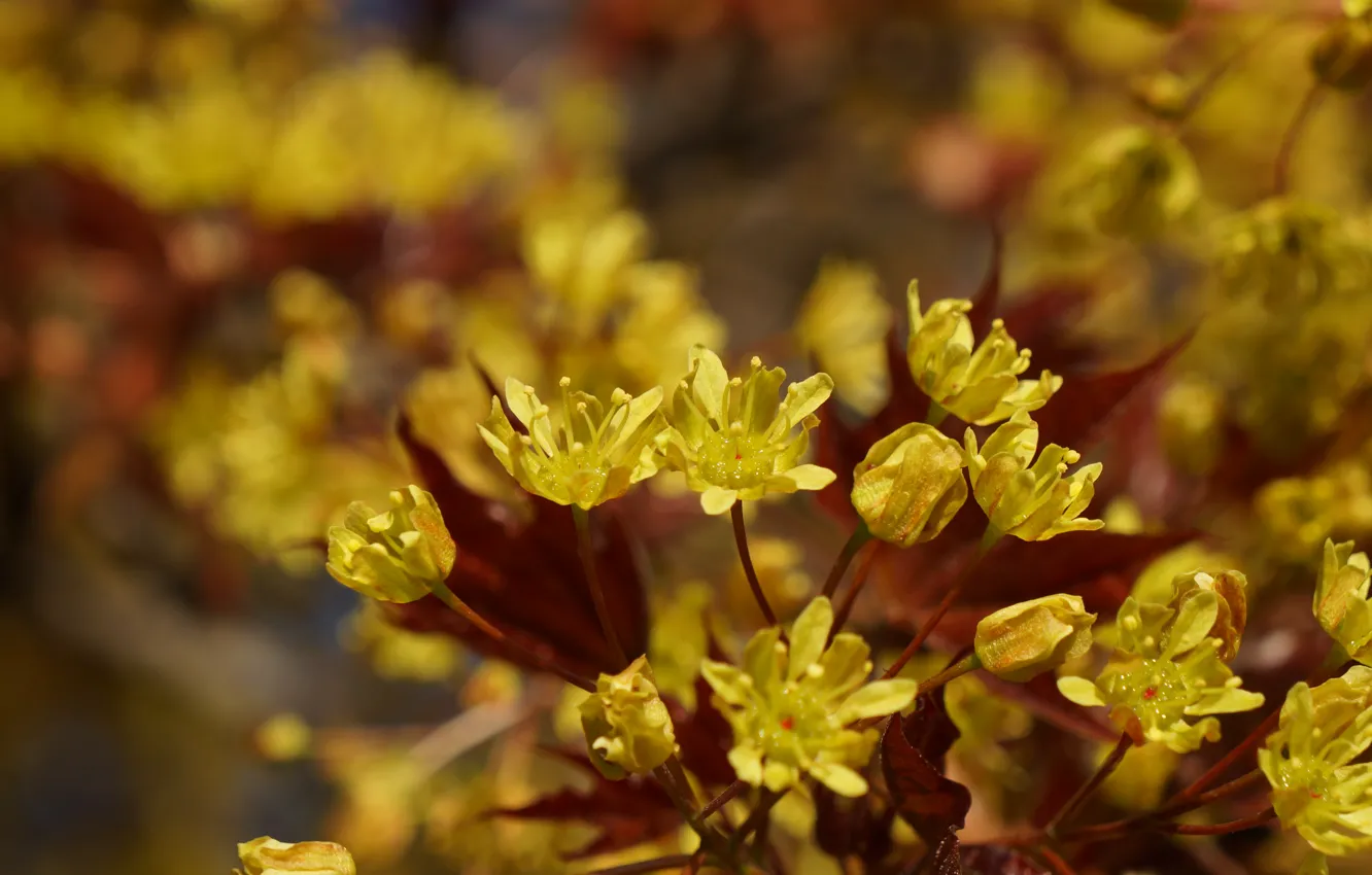 Фото обои деревья, цветы, желтый, flower, yellow, tree