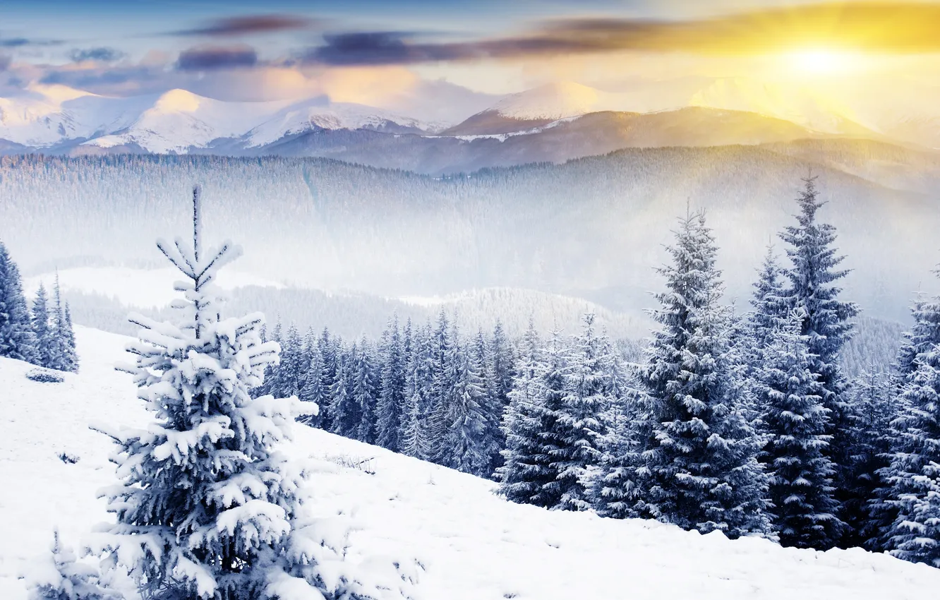 Фото обои лес, солнце, снег, рассвет, ёлка, сопки