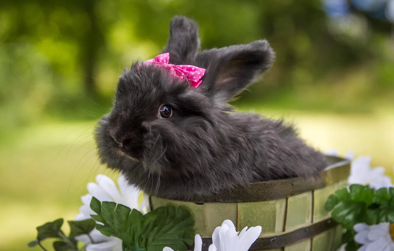 Фото обои цветы, кролик, чёрный кролик