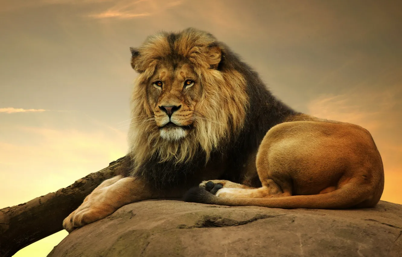 Фото обои взгляд, хищник, лев, царь, грива