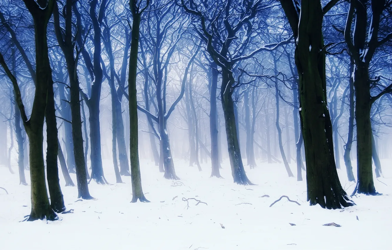 Фото обои зима, лес, снег, деревья, ветки, природа, туман