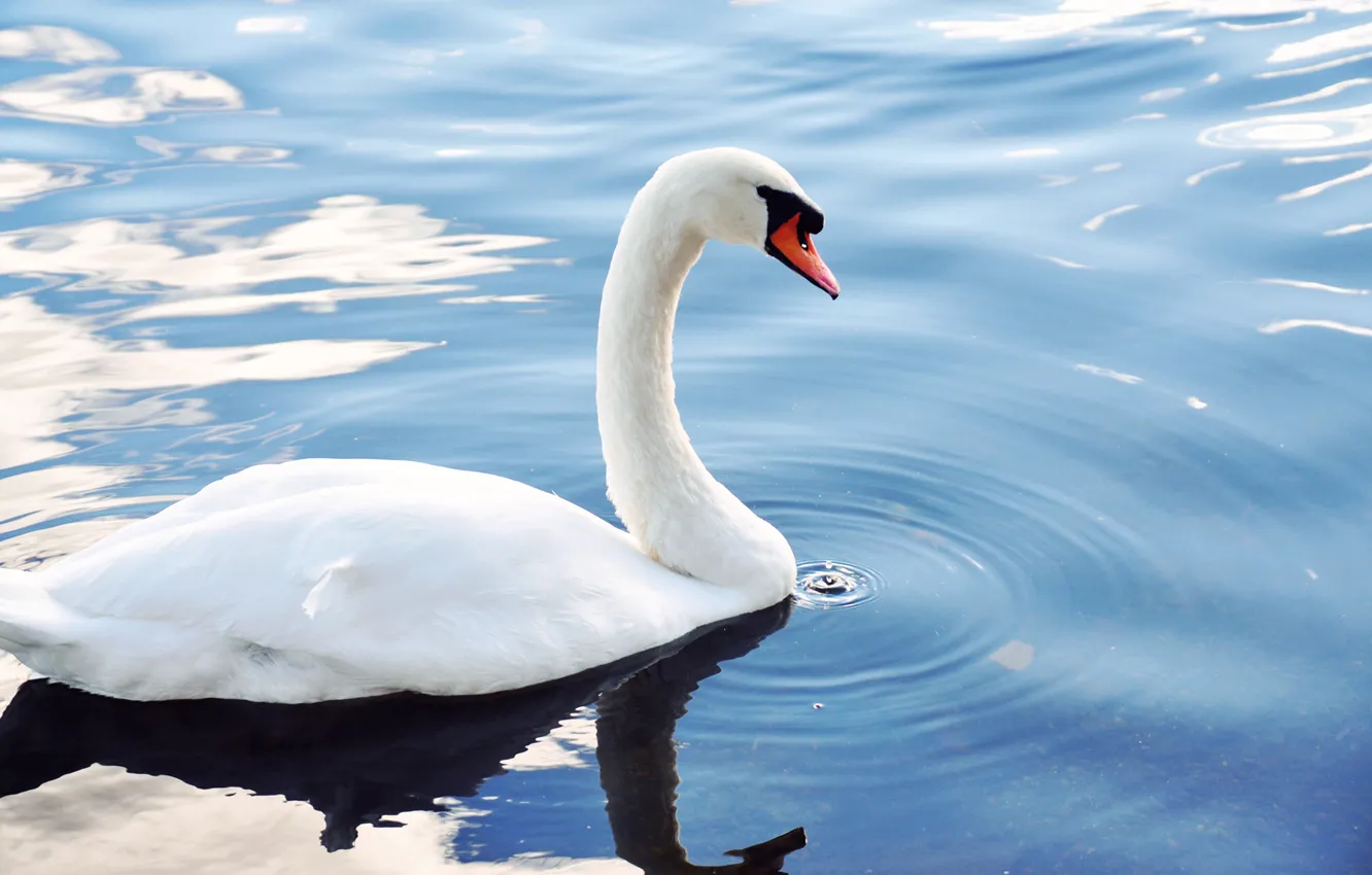 Фото обои вода, капли, пруд, птица, белая, лебедь